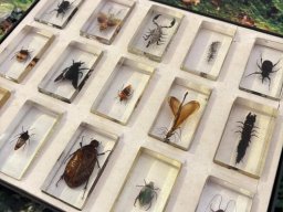 0009